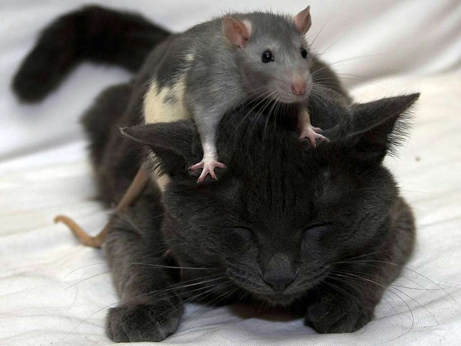 Мыши,Животные