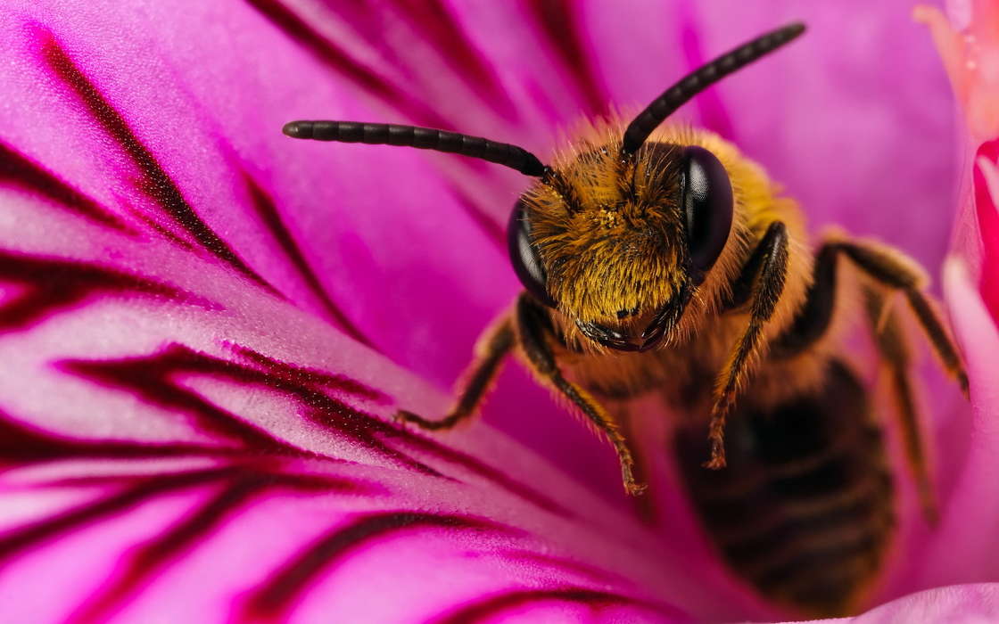 Насекомые, Пчелы