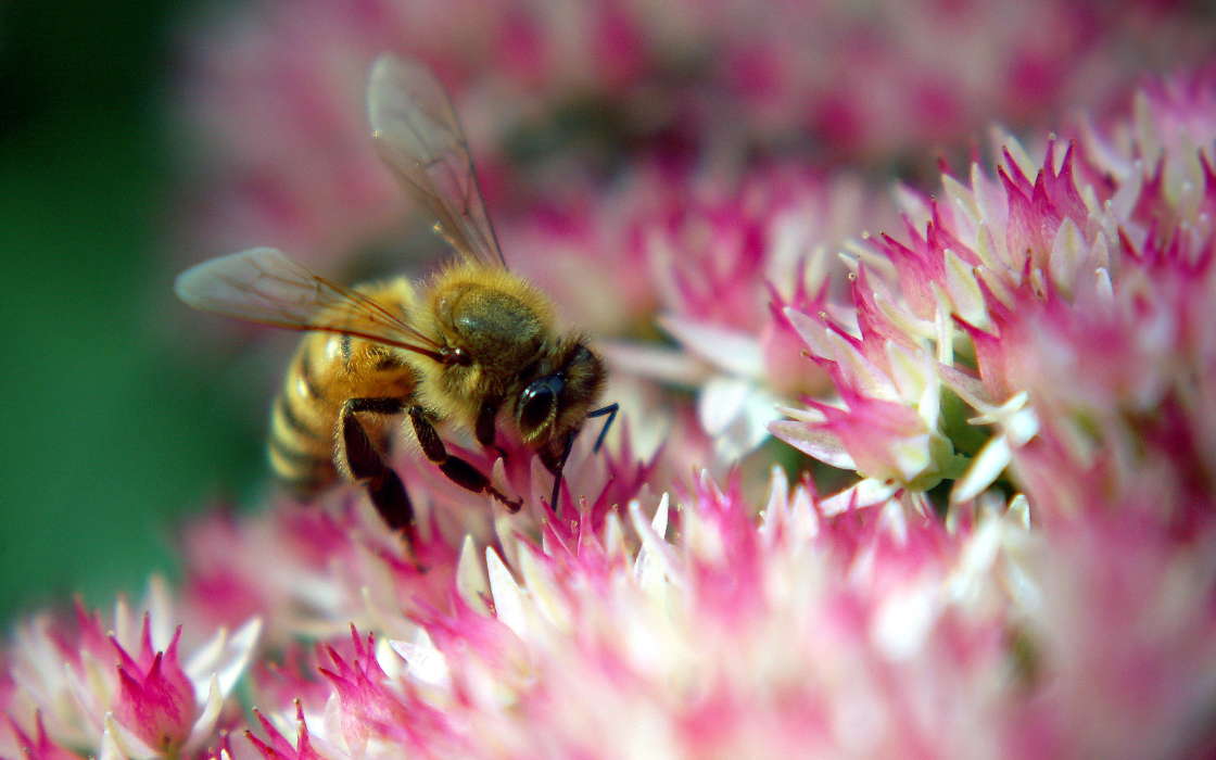 Насекомые,Пчелы
