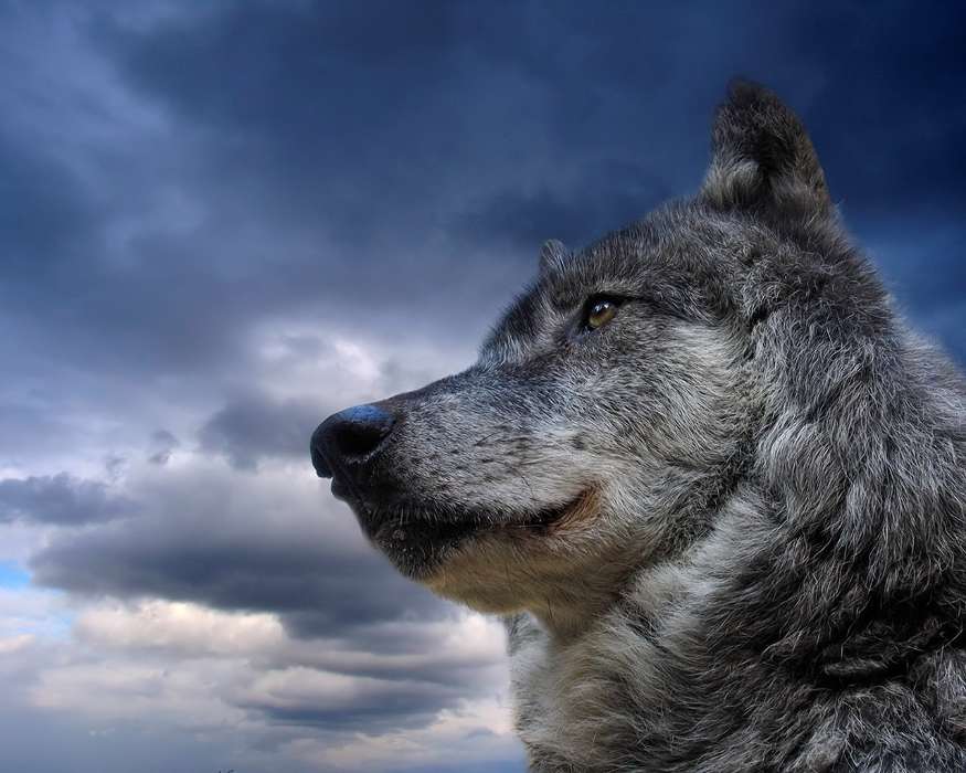 Небо, Волки, Животные