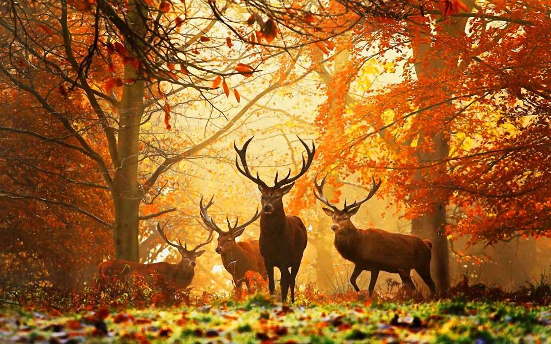 Олени, Осень, Животные
