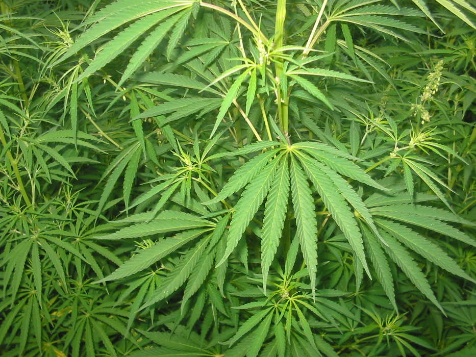 Конопля (Cannabis), Растения