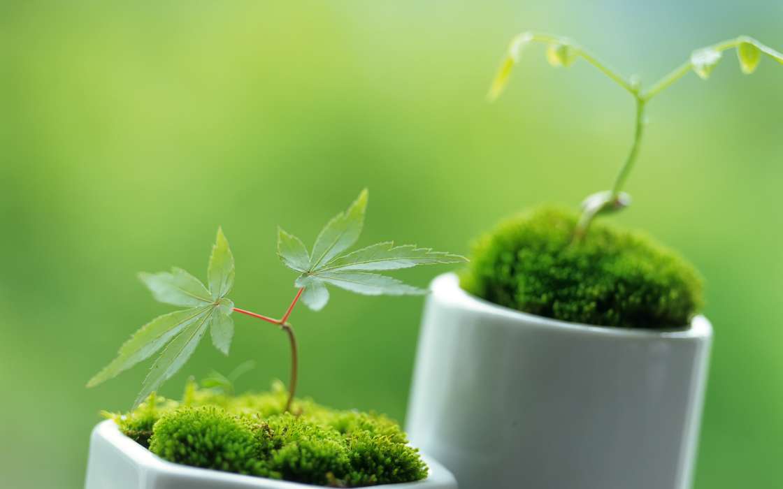 Конопля (Cannabis),Растения