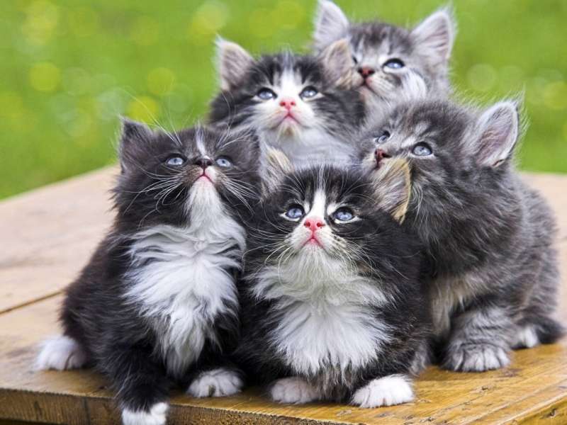 Кошки (Коты, Котики),Животные