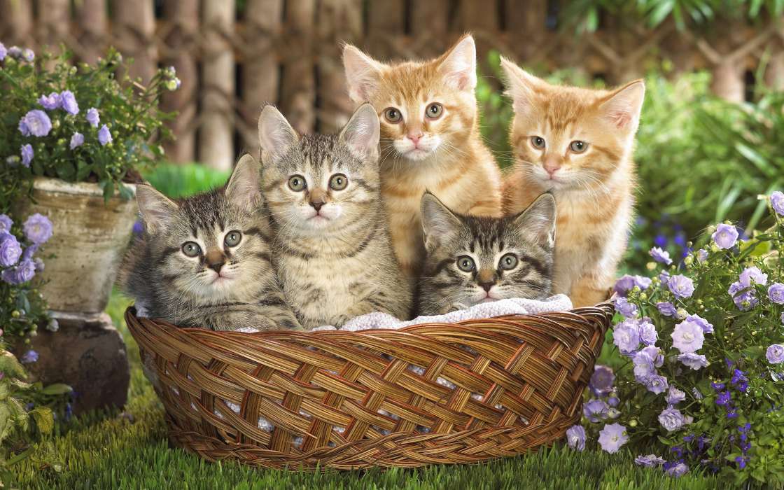 Кошки (Коты, Котики),Животные