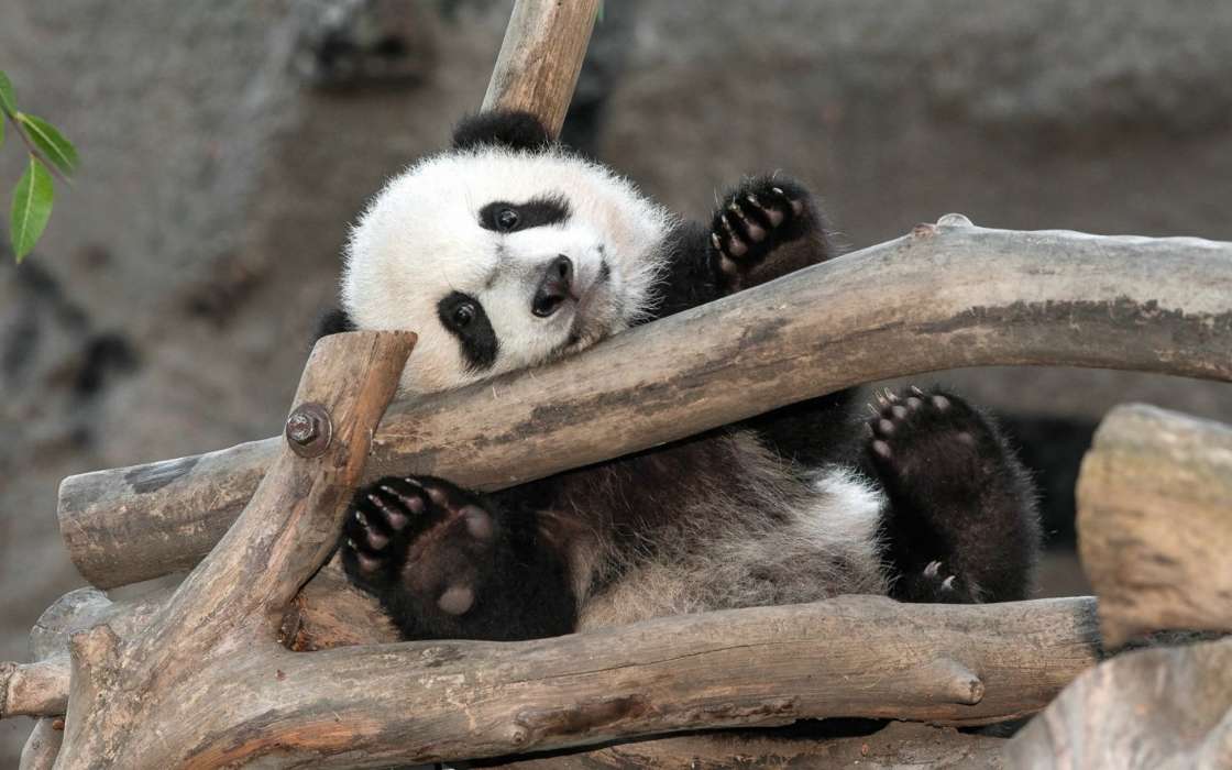 Панды, Животные