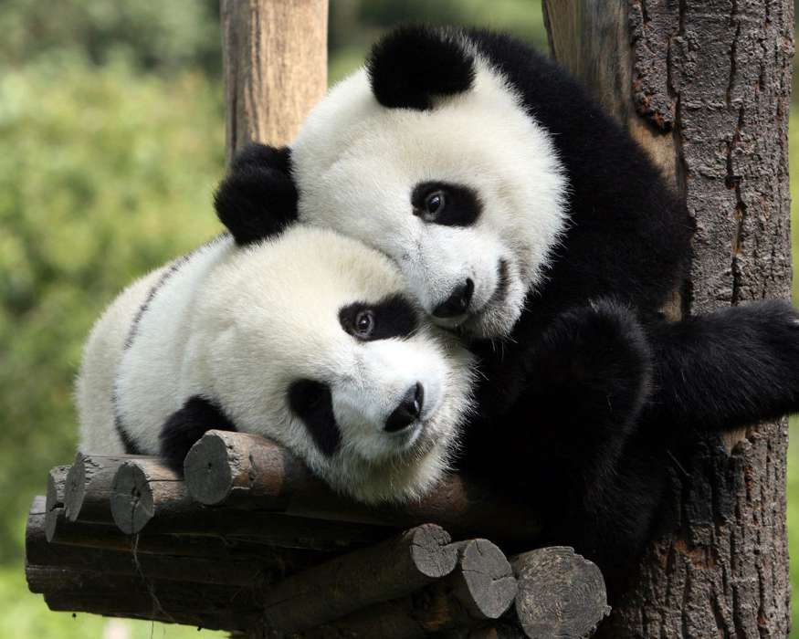 Панды,Животные