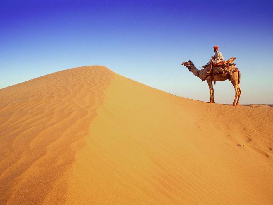 Пейзаж, Песок, Пустыня, Верблюды, Животные