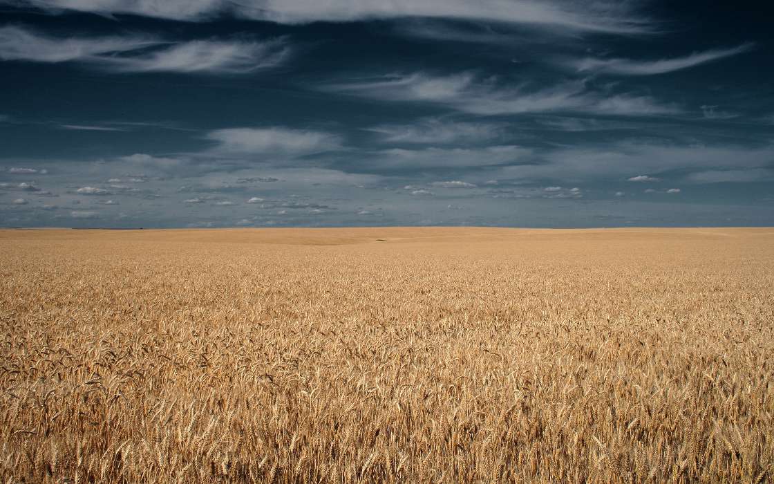Пейзаж,Поля,Пшеница
