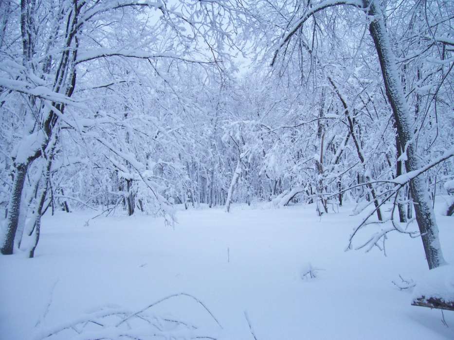 Пейзаж, Снег, Зима