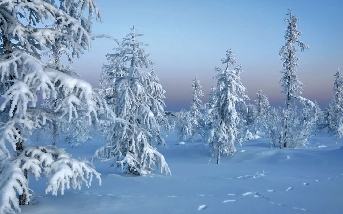 Пейзаж,Снег,Зима