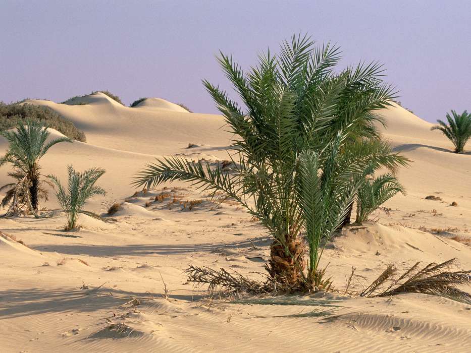 Песок, Пустыня, Растения, Кусты