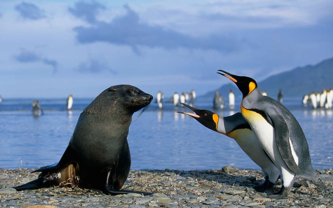 Пингвины,Птицы,Тюлени,Животные