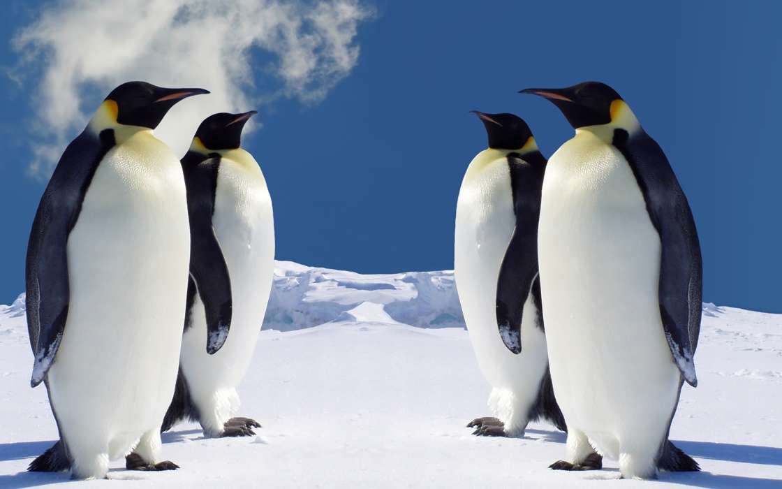 Пингвины,Птицы,Животные