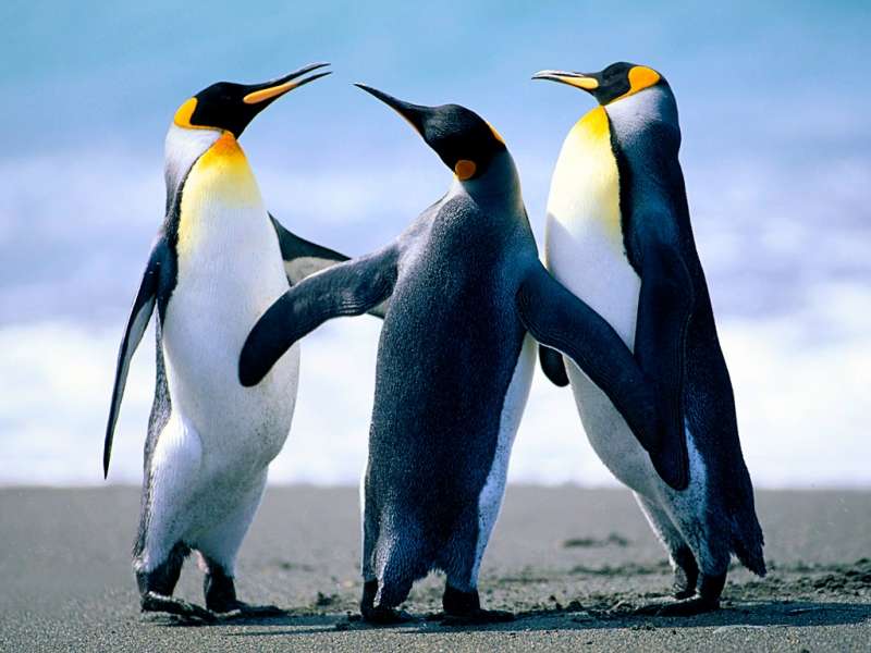 Пингвины,Животные
