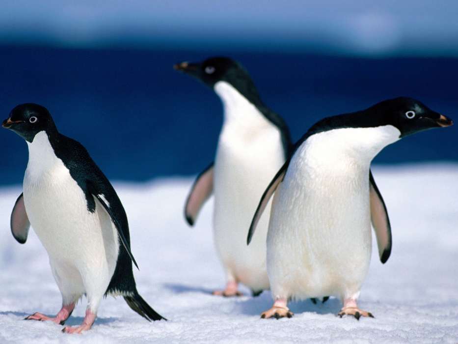 Пингвины, Животные
