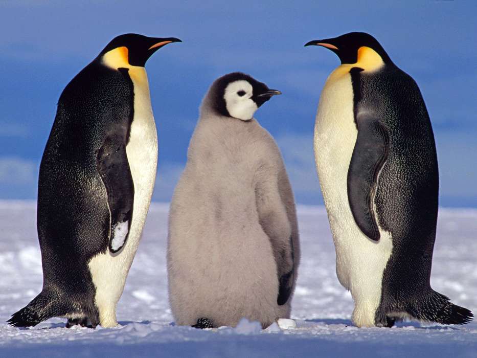Пингвины, Животные, Зима