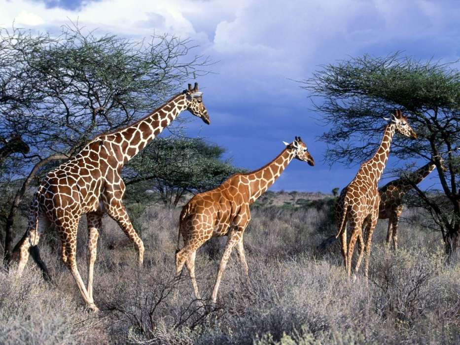 Природа,Жирафы,Животные