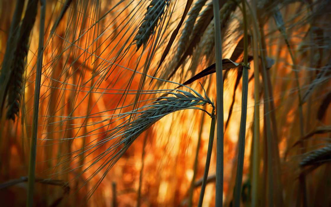 Пшеница,Растения