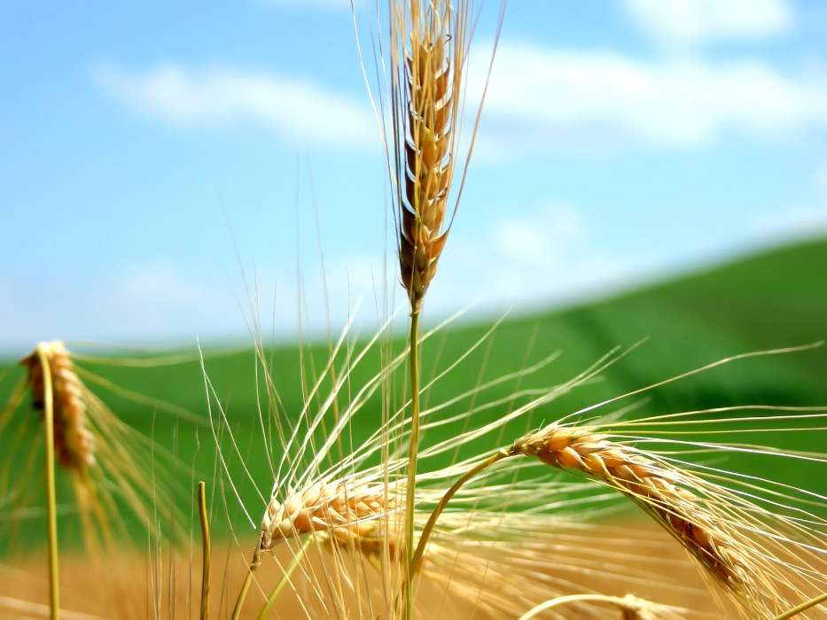 Пшеница, Растения
