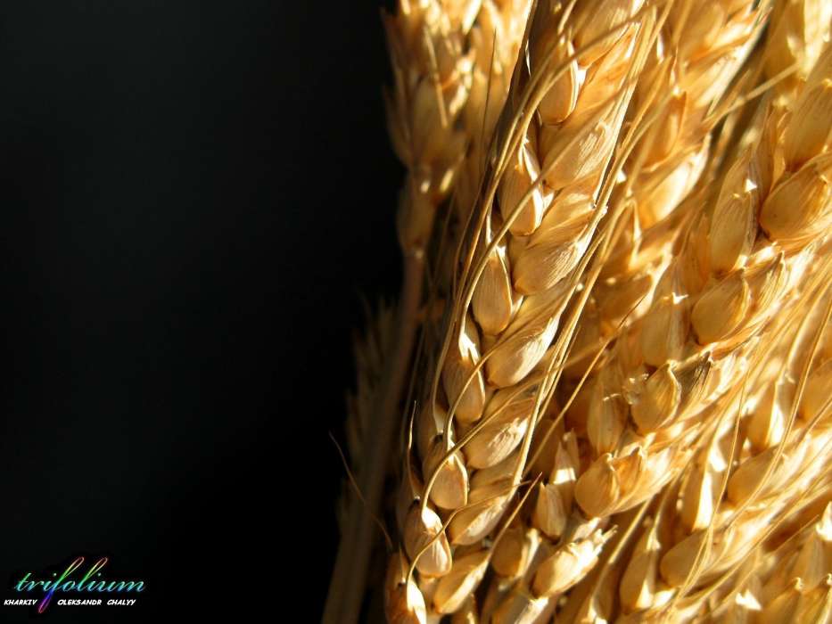 Пшеница, Растения