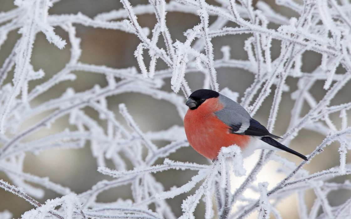 Птицы, Снег, Животные