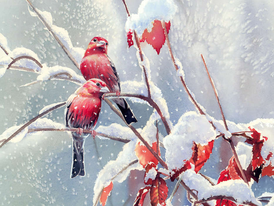 Животные, Зима, Птицы, Рисунки, Снег