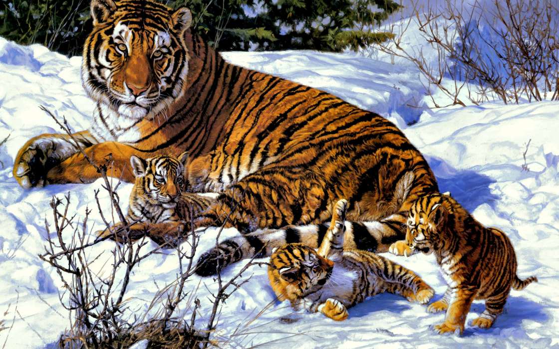 Рисунки,Тигры,Животные