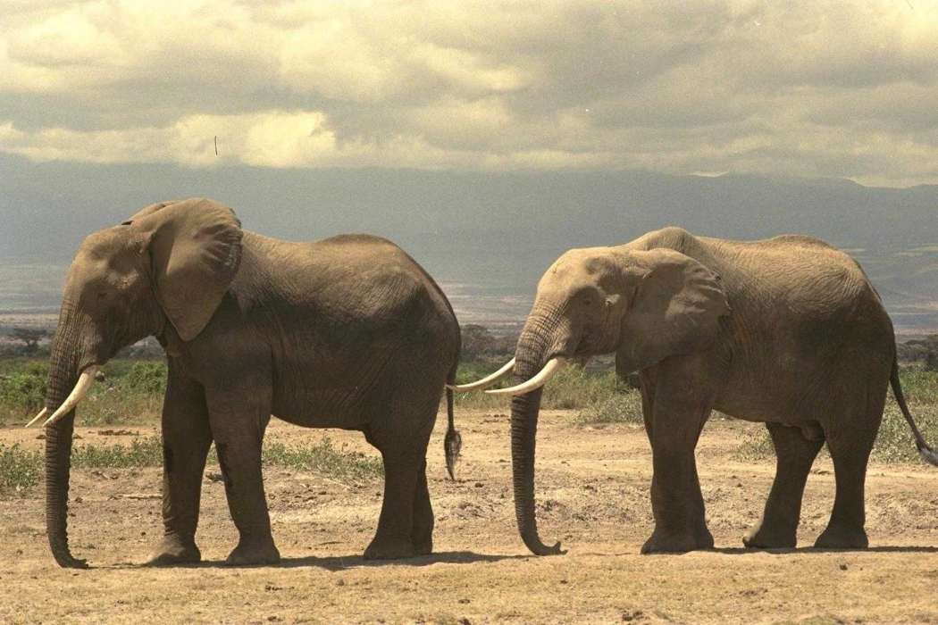 Слоны, Животные