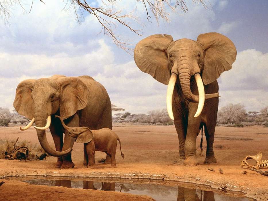 Слоны,Животные