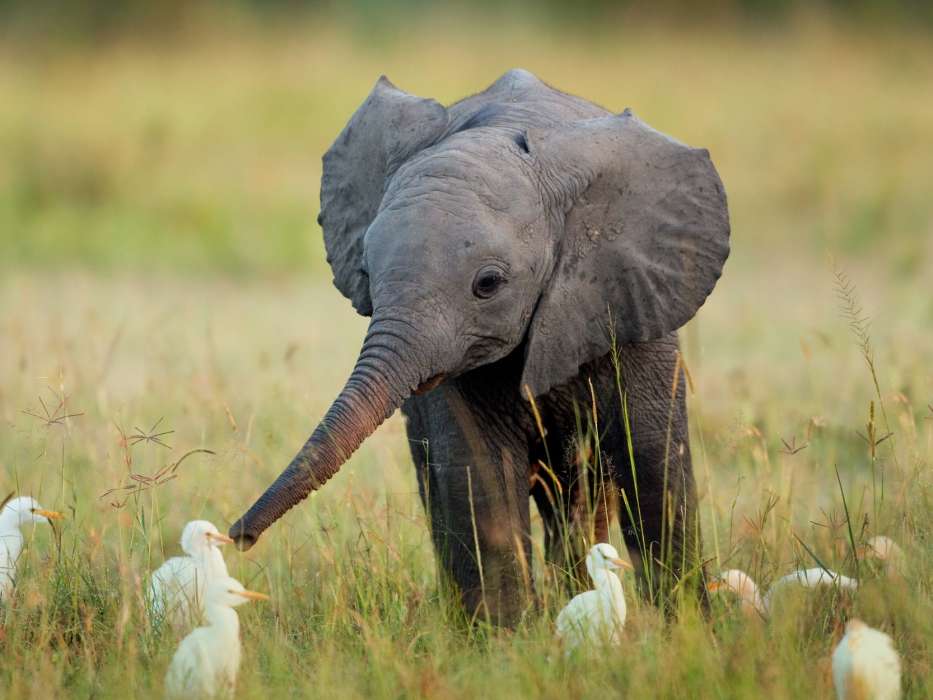 Слоны,Животные
