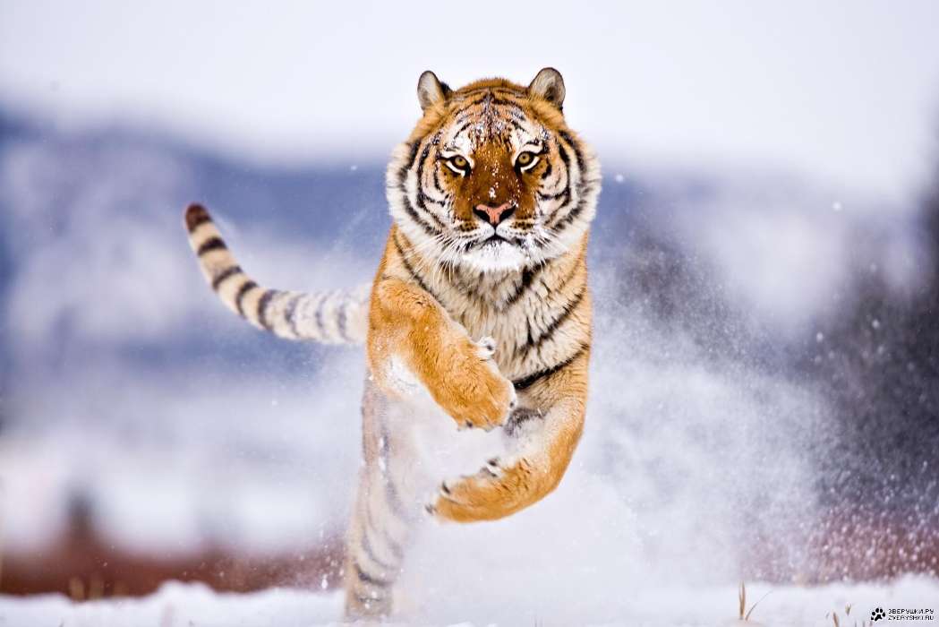 Снег, Тигры, Животные