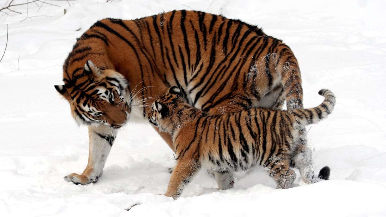 Снег, Тигры, Животные