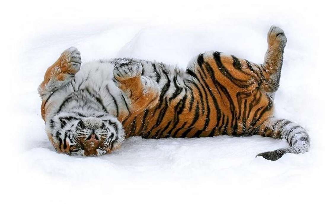 Снег, Тигры, Животные, Зима