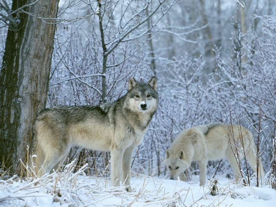 Волки, Животные, Зима, Снег