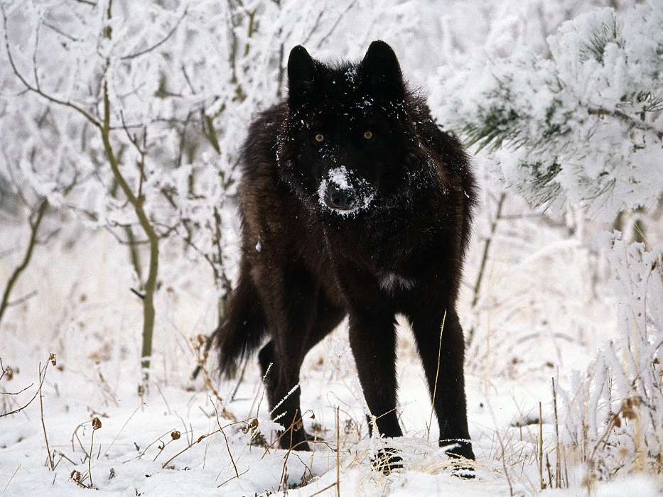 Снег, Волки, Животные, Зима