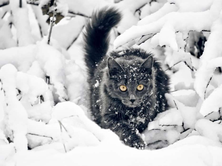 Снег,Животные