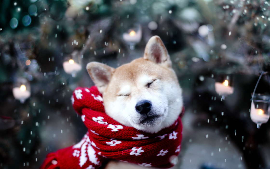 Собаки, Животные, Зима