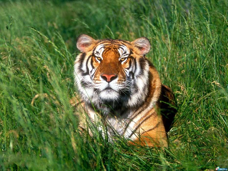 Тигры, Трава, Животные