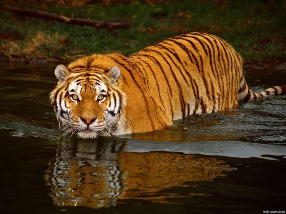 Тигры, Вода, Животные