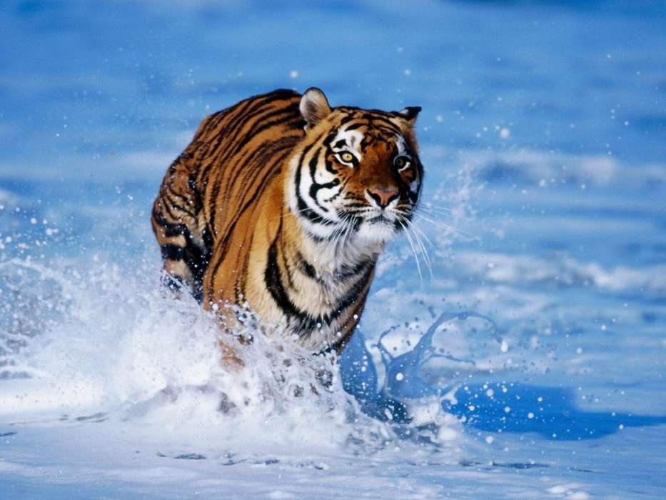 Тигры, Животные