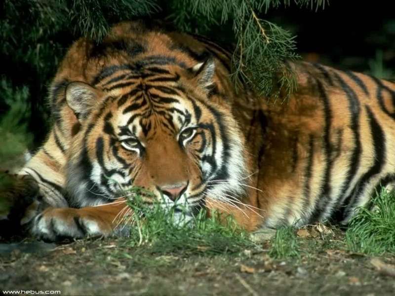 Тигры,Животные