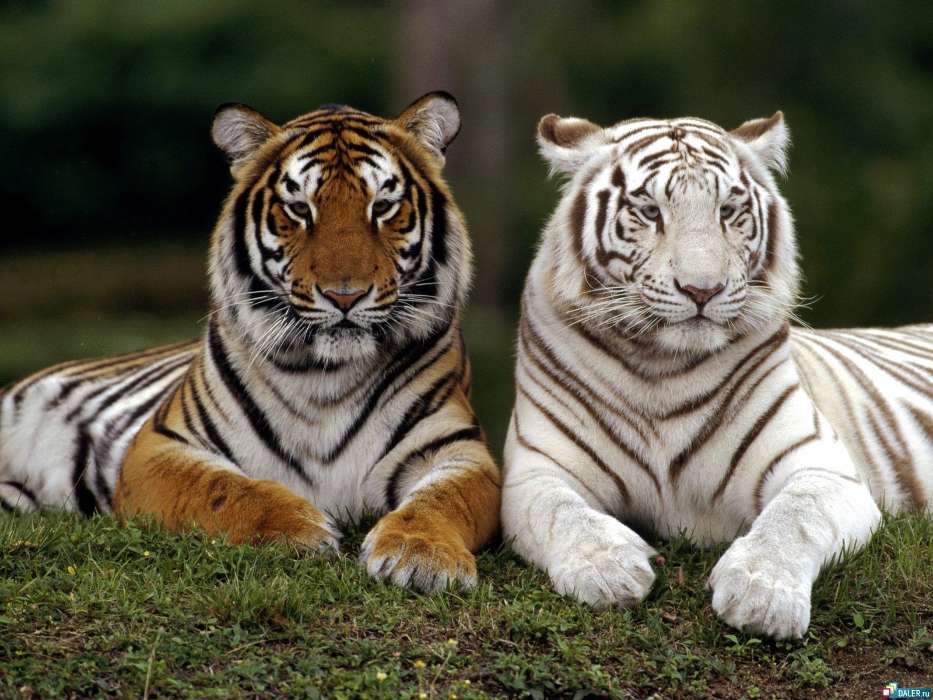 Животные, Тигры