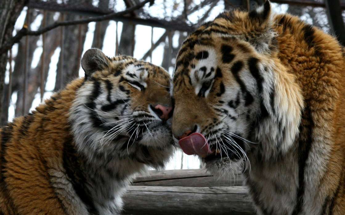 Тигры, Животные