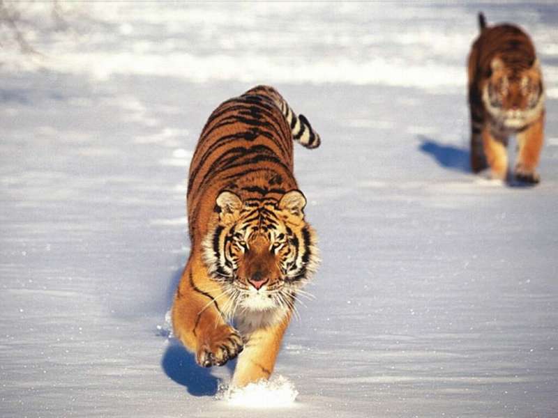 Тигры,Животные,Зима