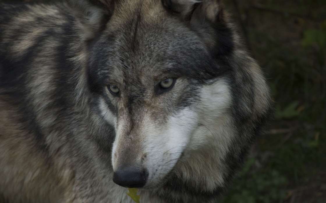 Волки, Животные