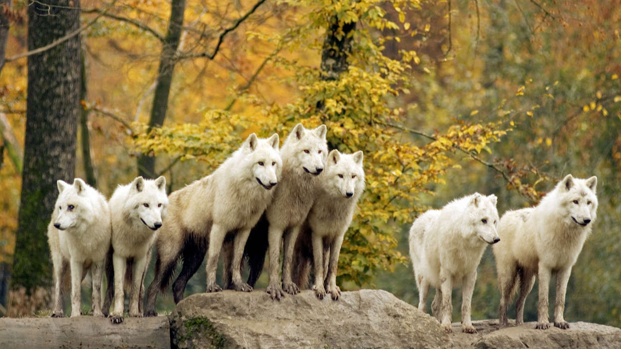Волки,Животные