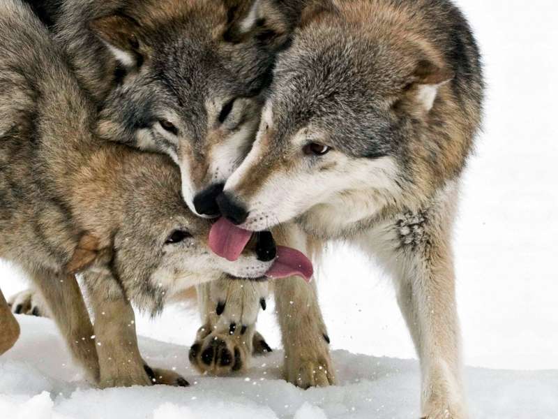 Волки,Животные