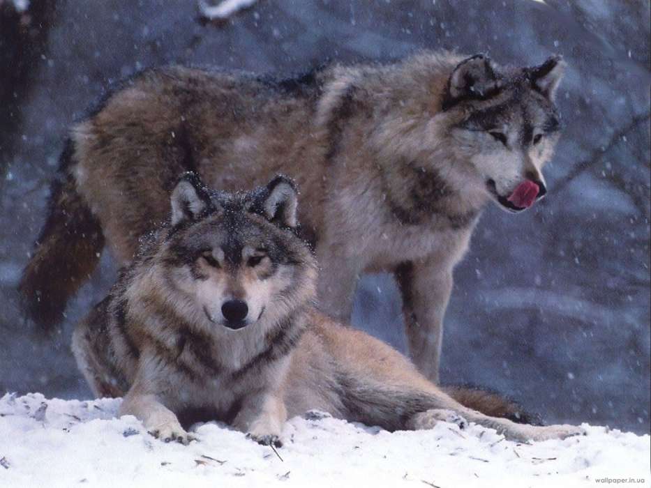 Волки, Животные, Зима
