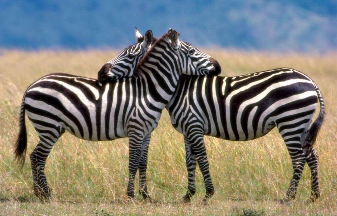 Зебры,Животные